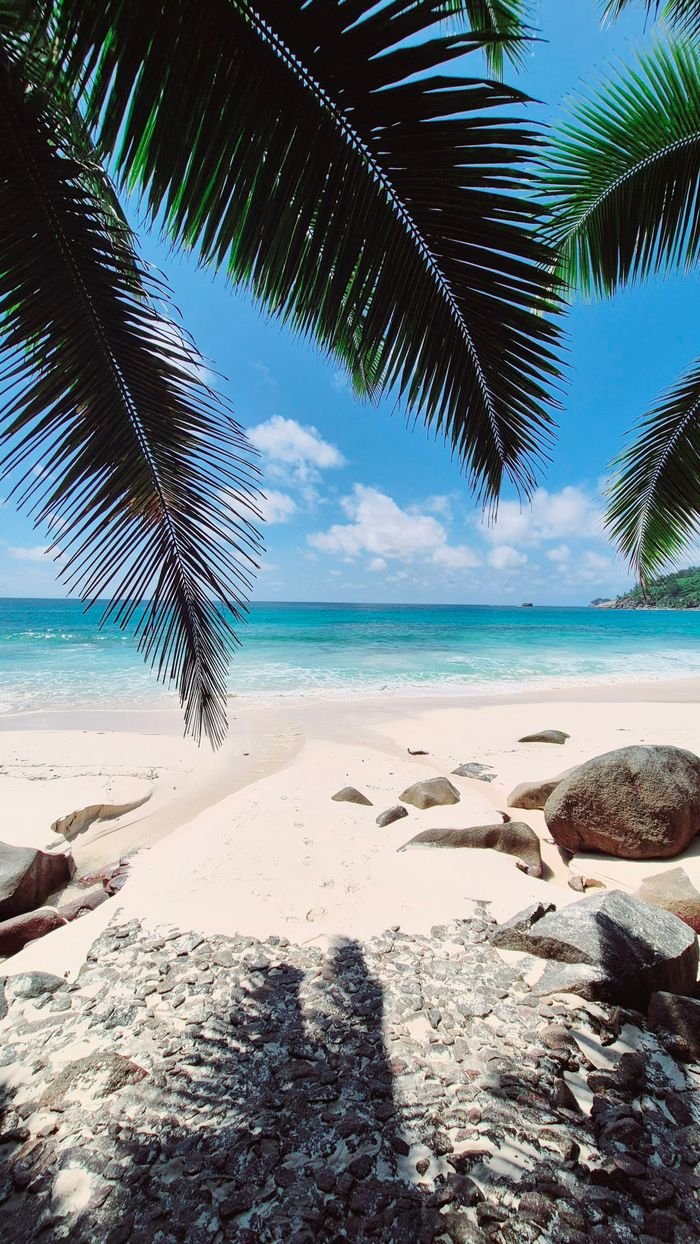 Experience the serene beauty of a lush palm-fringed beach in the Seychelles.